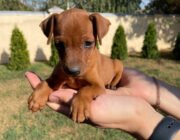 цвергпинчер рыжий