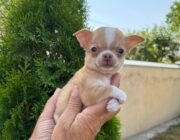 продажа чихуахуа