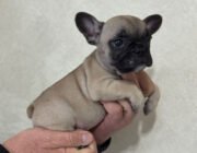 Французский бульдог