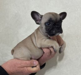 Французский бульдог