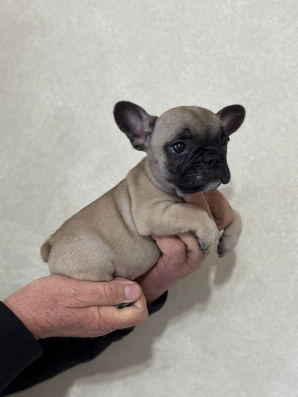 Французский бульдог