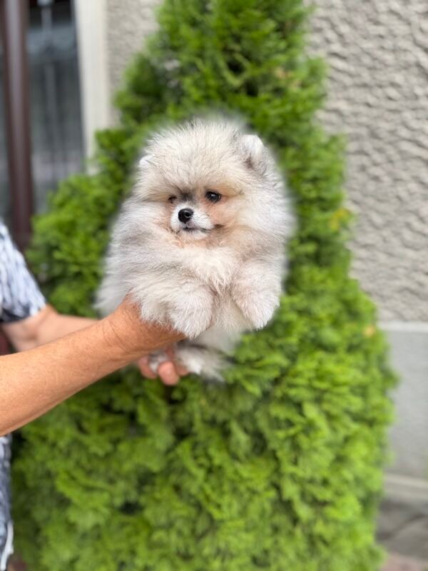 померанский шпиц