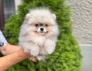 pomeranian spitz
