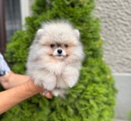 pomeranian spitz