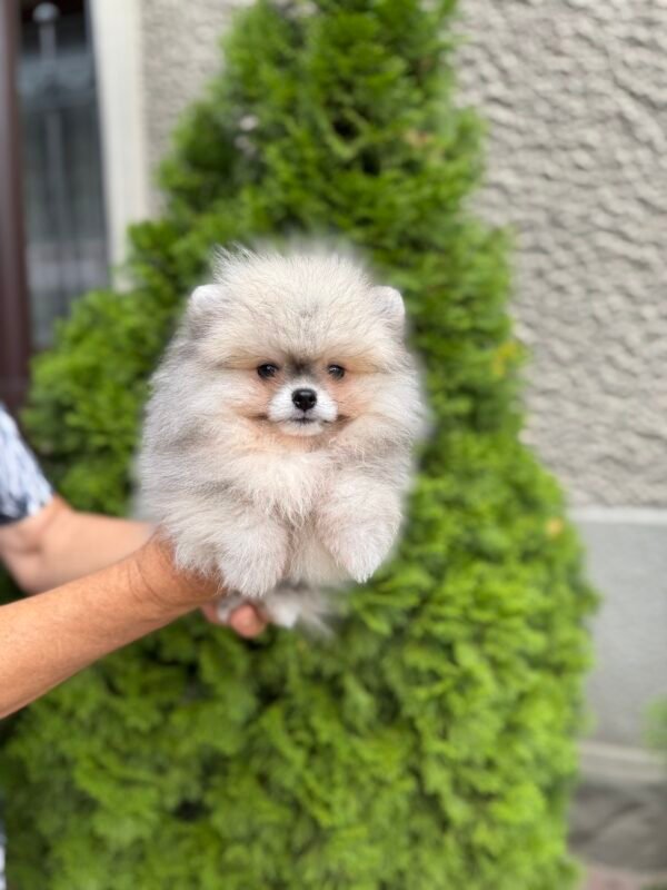 pomeranian spitz