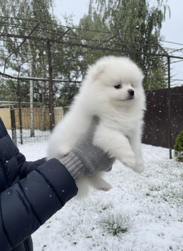 Pomeranian spitz