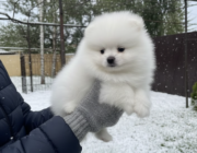 Pomeranian spitz