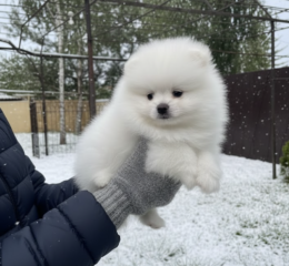 Pomeranian spitz