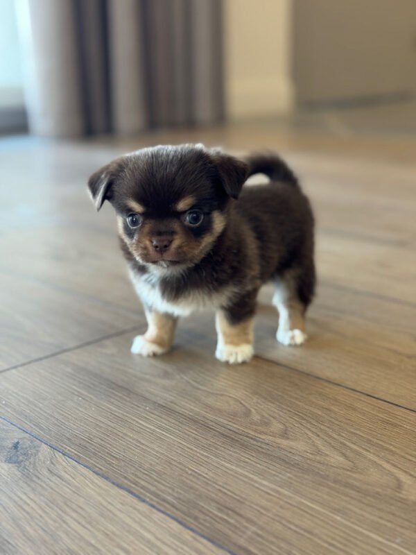 Chihuahua long haired