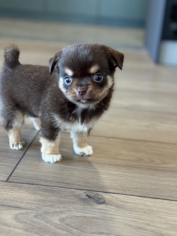 чихуахуа длинношерстный