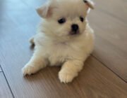chihuahua long haired