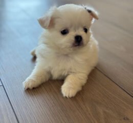 chihuahua long haired