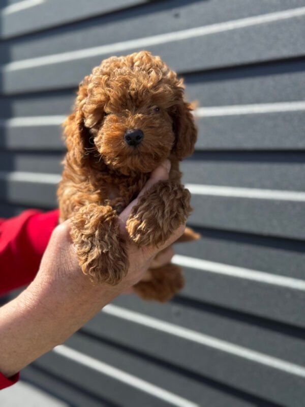 toy poodle